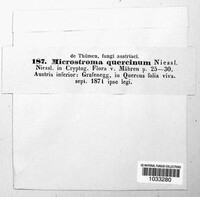Microstroma quercinum image